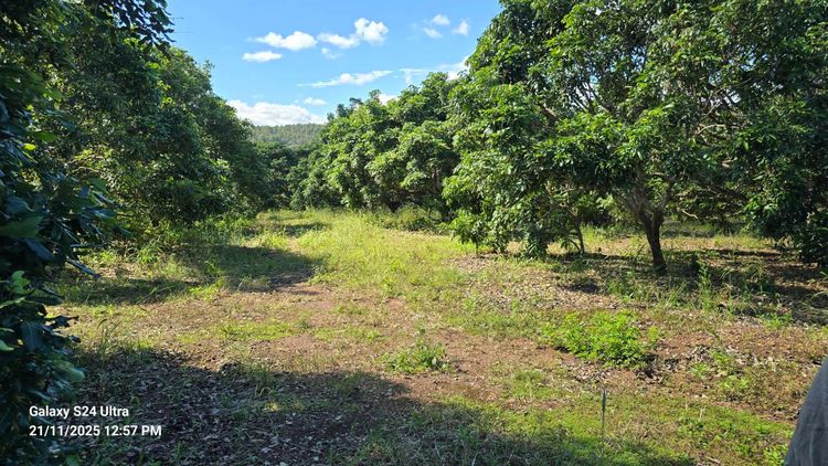 ขายด่วนที่ดินสวย นส3ก เป็นสวนลำไย และสวนยาง อ.ทุ่งหัวช้าง จ.ลำพูน 2 แปลงติดกัน เนื้อที่รวม 81 ไร่ รูปที่ 2