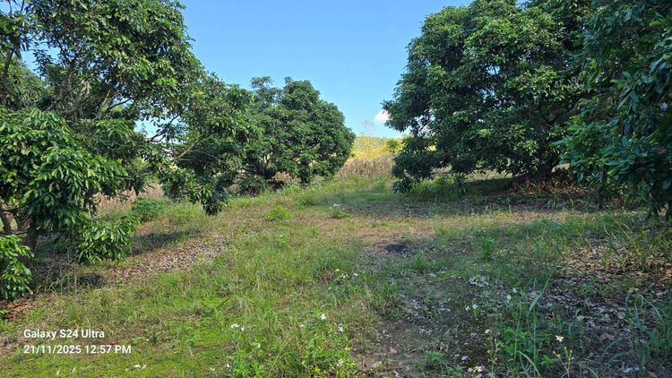 ขายด่วนที่ดินสวย นส3ก เป็นสวนลำไย และสวนยาง อ.ทุ่งหัวช้าง จ.ลำพูน 2 แปลงติดกัน เนื้อที่รวม 81 ไร่ รูปที่ 3