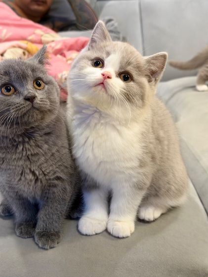 แมวบริติชพ่อตำแหน่งแชมป์ รูปที่ 2