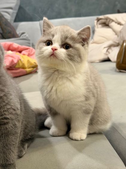 แมวบริติชพ่อตำแหน่งแชมป์ รูปที่ 6