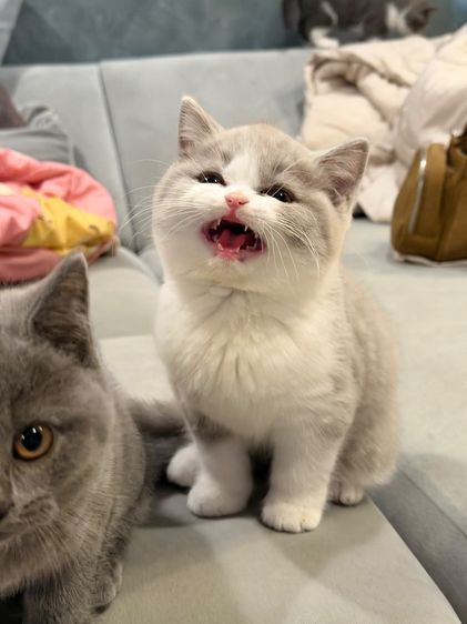 แมวบริติชพ่อตำแหน่งแชมป์ รูปที่ 5