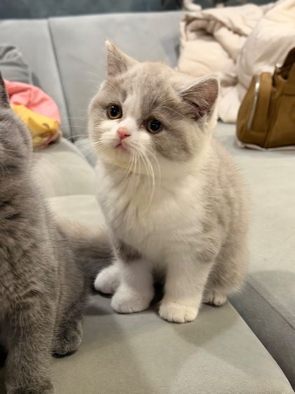 แมวบริติชพ่อตำแหน่งแชมป์ รูปที่ 4