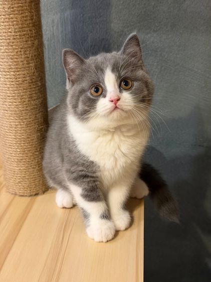 แมวบริติชพ่อตำแหน่งแชมป์ รูปที่ 3