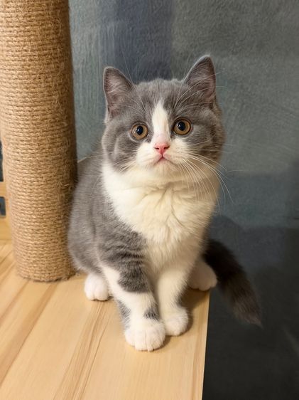 แมวบริติชพ่อตำแหน่งแชมป์ รูปที่ 2