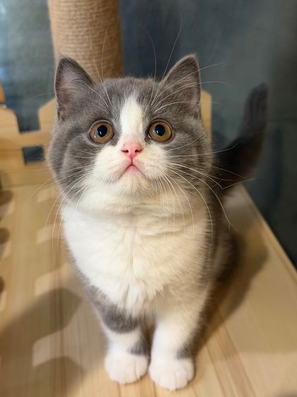 แมวบริติชพ่อตำแหน่งแชมป์