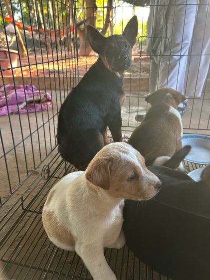 สุนัข รูปที่ 17