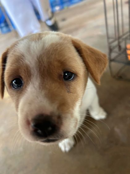 สุนัข รูปที่ 2