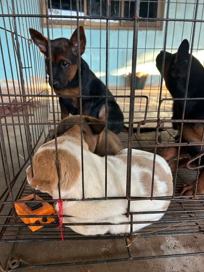 สุนัข รูปที่ 16