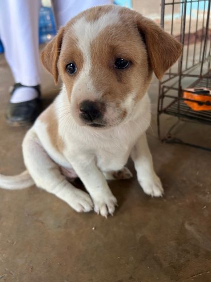 สุนัข รูปที่ 6