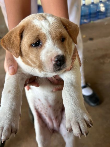 สุนัข รูปที่ 14