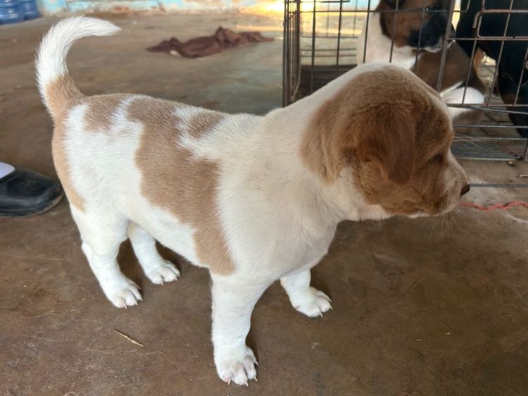 สุนัข รูปที่ 11