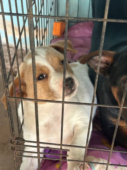 สุนัข รูปที่ 18