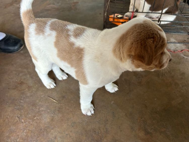 สุนัข รูปที่ 9