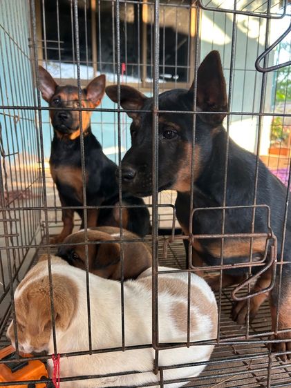 สุนัข รูปที่ 15