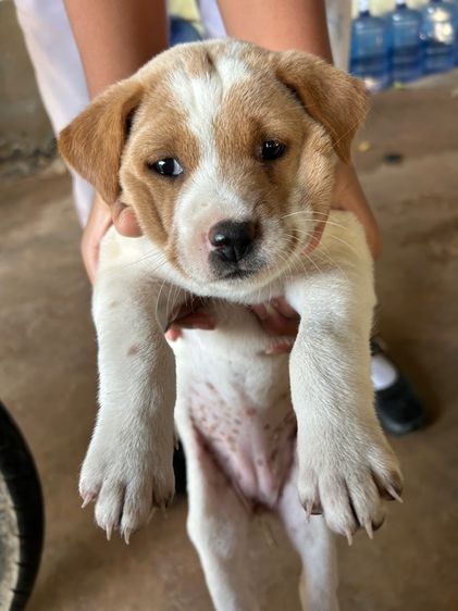 สุนัข รูปที่ 12