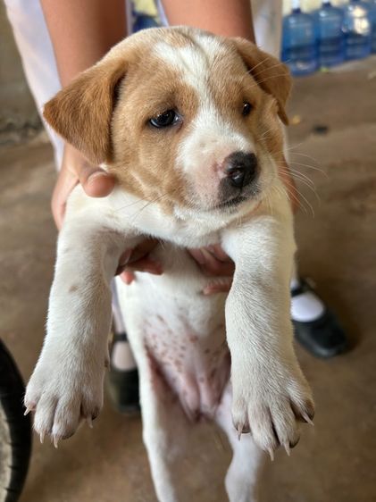 สุนัข รูปที่ 13