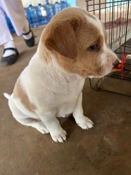 สุนัข รูปที่ 5