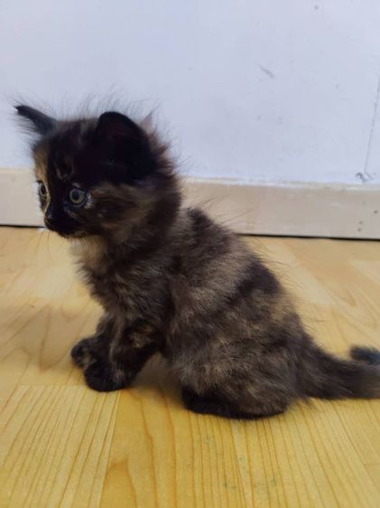 ลูกแมวสก็อตติช2เดือน รูปที่ 3