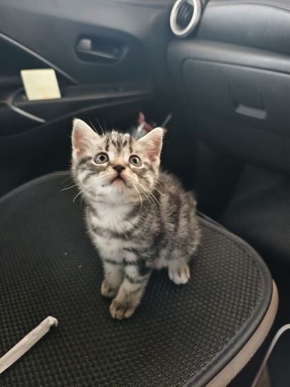 อเมริกัน ชอร์ตแฮร์ (American Shorthair) ชาย  อเมริกันช็อตแฮร์
