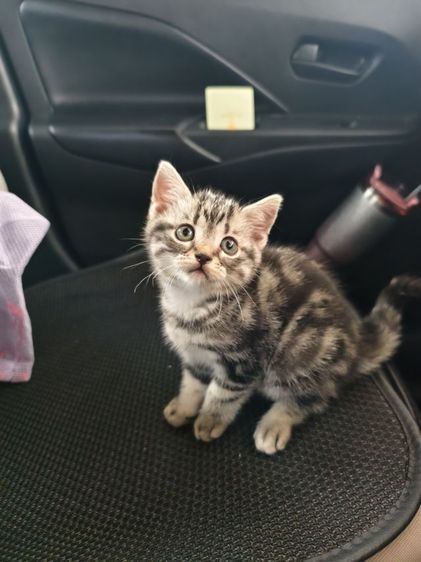 ชาย  อเมริกันช็อตแฮร์ รูปที่ 4