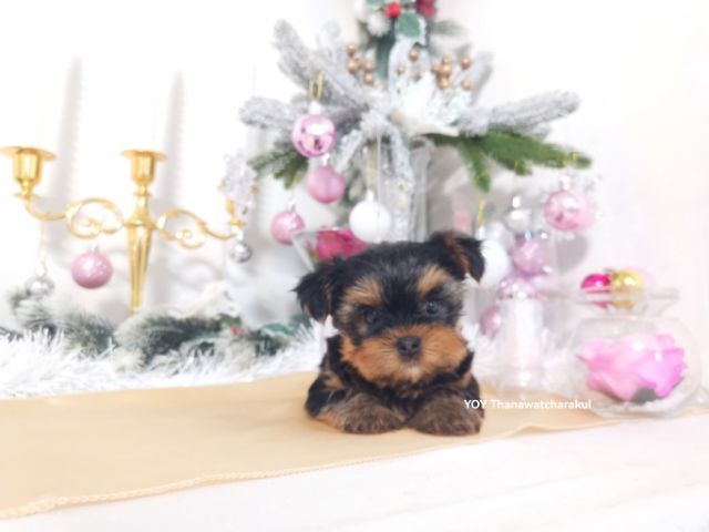 ยอร์คเชียร์ แท้ ไซส์เล็ก.  รูปที่ 3