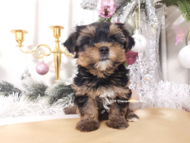 ยอร์คเชียร์ แท้ ไซส์เล็ก.  รูปที่ 9