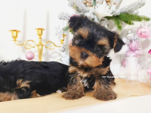 ยอร์คเชียร์ แท้ ไซส์เล็ก.  รูปที่ 4