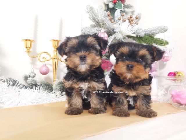 ยอร์คเชียร์ เทอร์เรีย (Yorkshire Terrier) ยอร์คเชียร์ แท้ ไซส์เล็ก. 