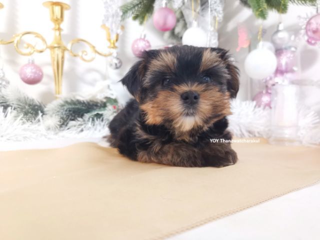 ยอร์คเชียร์ แท้ ไซส์เล็ก.  รูปที่ 7