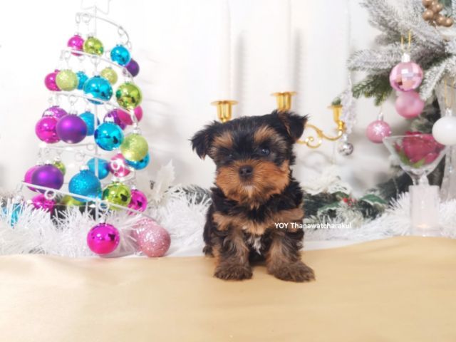 ยอร์คเชียร์ แท้ ไซส์เล็ก.  รูปที่ 5