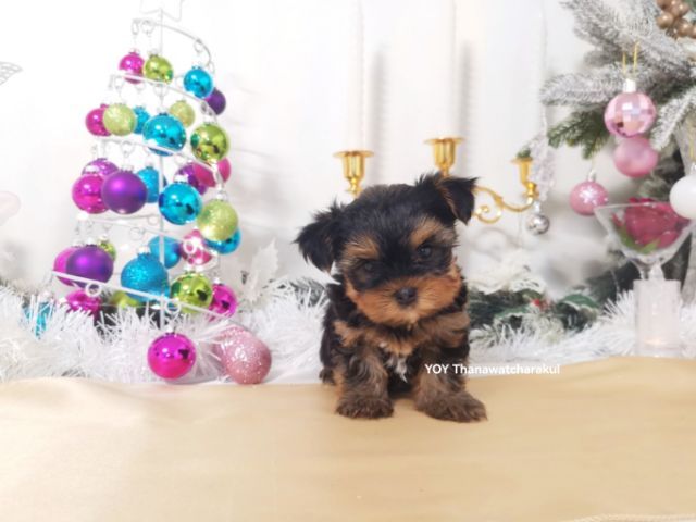 ยอร์คเชียร์ แท้ ไซส์เล็ก.  รูปที่ 6