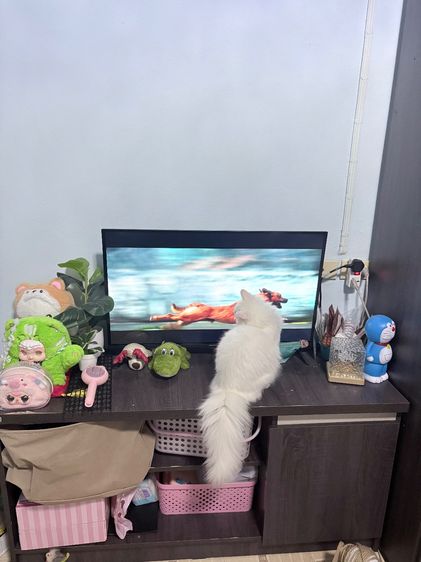 แมวเปอร์เซียผสมมัสกิ้น รูปที่ 4