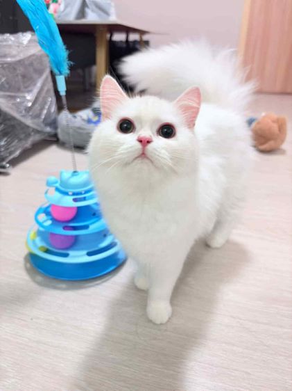 เปอร์เซีย (Persian) แมวเปอร์เซียผสมมัสกิ้น