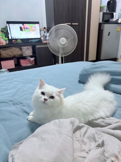 แมวเปอร์เซียผสมมัสกิ้น รูปที่ 5