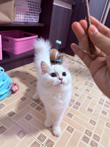 แมวเปอร์เซียผสมมัสกิ้น รูปที่ 6