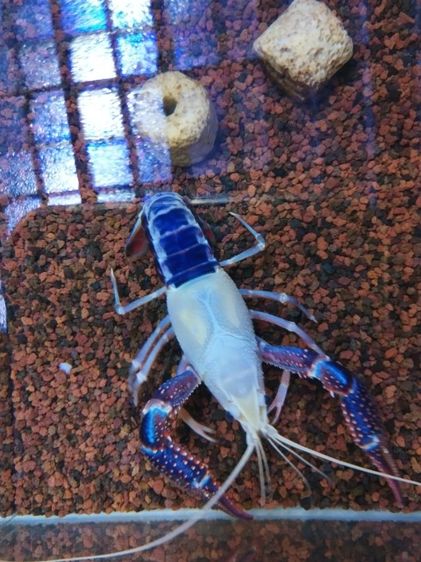 ขาย กุ้งเครฟิช หัวหลิว เพศผู้ ขนาด3.5นิ้ว  รูปที่ 4