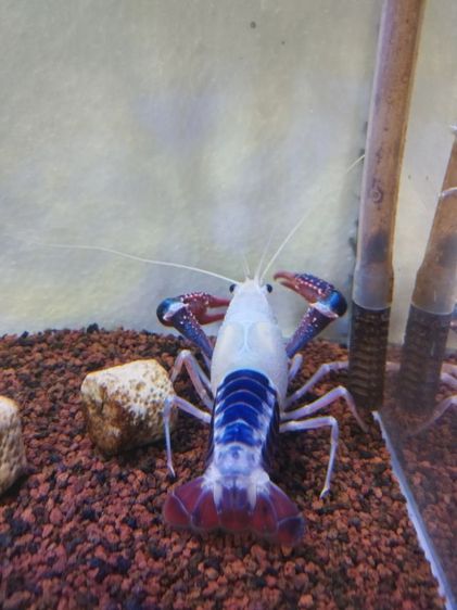 ขาย กุ้งเครฟิช หัวหลิว เพศผู้ ขนาด3.5นิ้ว  รูปที่ 3