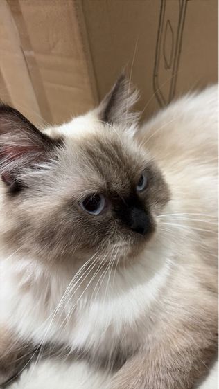 แบ่งเลี้ยง แมว 1 ปี 4 เดือนนิดๆ เปอร์เซียหิมาลายัน รูปที่ 2