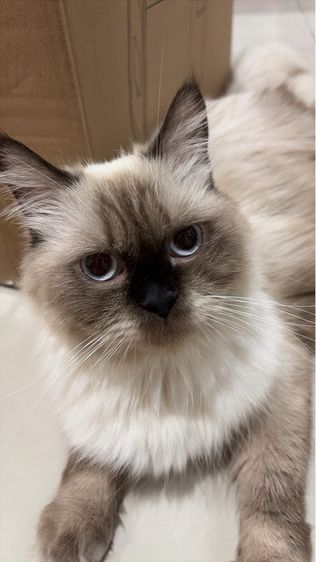 แบ่งเลี้ยง แมว 1 ปี 4 เดือนนิดๆ เปอร์เซียหิมาลายัน