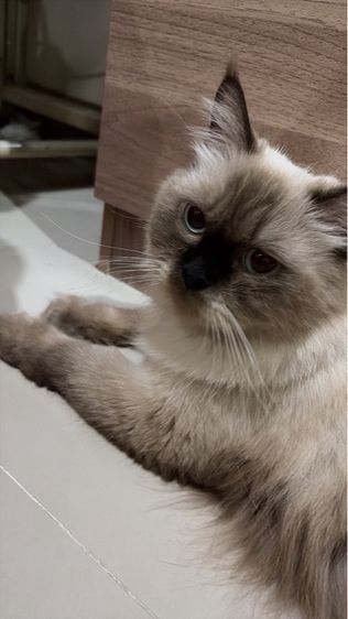 แบ่งเลี้ยง แมว 1 ปี 4 เดือนนิดๆ เปอร์เซียหิมาลายัน รูปที่ 4