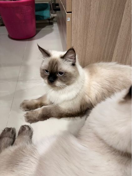 แบ่งเลี้ยง แมว 1 ปี 4 เดือนนิดๆ เปอร์เซียหิมาลายัน รูปที่ 6