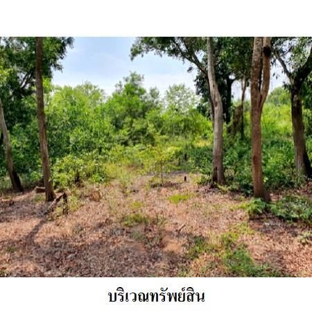 ทรัพย์ บสส. รหัส 8Z6224 ที่ดินเปล่า  ระยอง 4306000