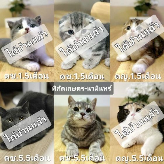 แมวสก็อตติชพร้อมย้าย