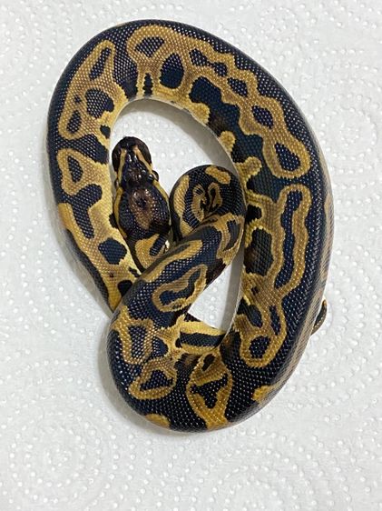 งูบอล LEOPARD ปี25 นิสัยน่ารักๆ เชื่องๆครับ รูปที่ 2