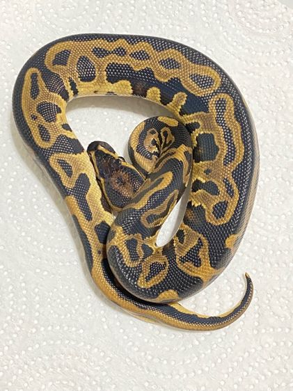 งูบอล LEOPARD ปี25 นิสัยน่ารักๆ เชื่องๆครับ