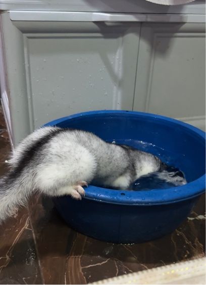 มิ้งค์ รูปที่ 6