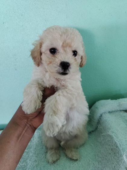 ขายลูกสุนัขพุดเดิ้ลอายุ50วันตัวละ2700 รูปที่ 4