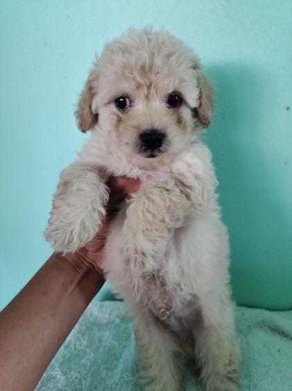 ขายลูกสุนัขพุดเดิ้ลอายุ50วันตัวละ2700