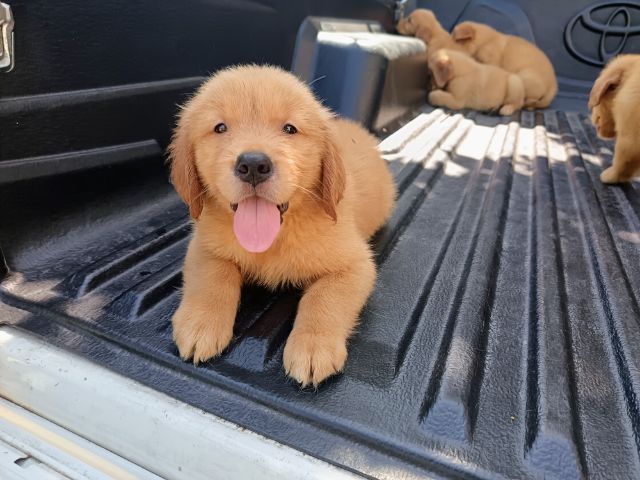 โกลเด้น รีทรีฟเวอร์  รูปที่ 2