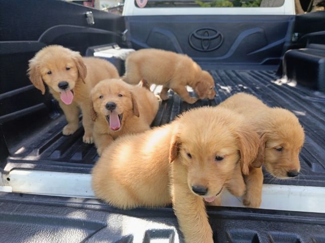 โกลเด้น รีทรีฟเวอร์  รูปที่ 3